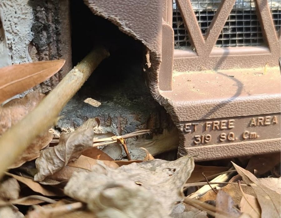 Damaged foundation vent chewed by wildlife, with visible entry point and surrounding debris, highlighting a common rodent intrusion issue addressed by Wild Thingz Removal in the Lowcountry through professional exclusion and wildlife control services